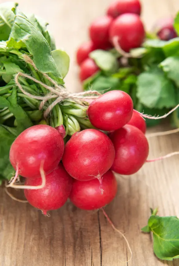 Редиска