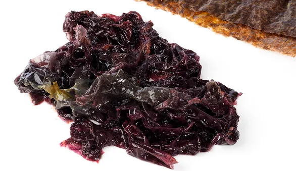 Водоросль порфира