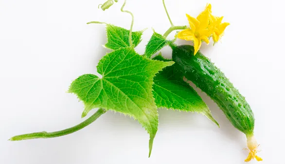 Корнишоны, огурцы