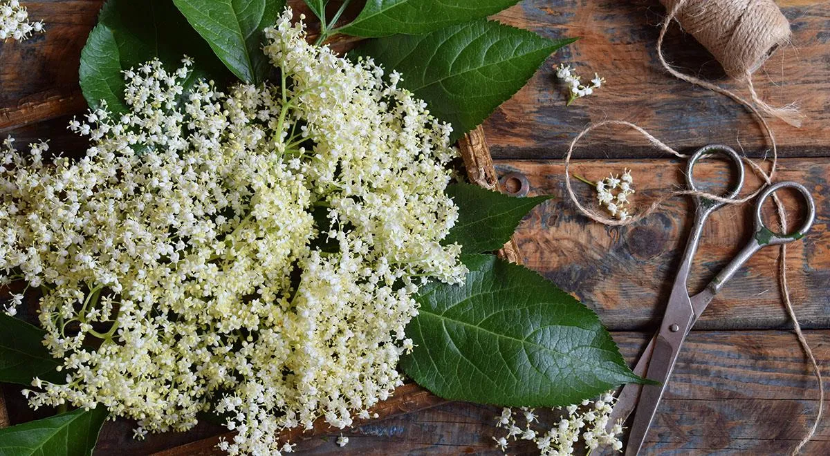 Жареная бузина в кляре: как приготовить удивительное блюдо — читать на  Gastronom.ru