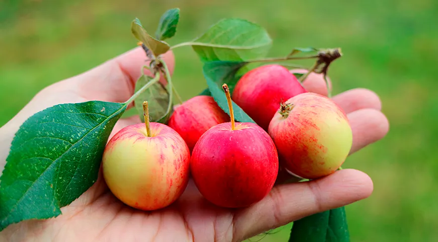 Выбирайте ровные мелкие яблочки Китайки с гладкой кожицей — без трещин, проколов, пятен или подтеков