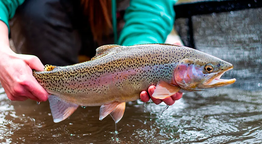 Тело радужной форели отливает серебром, по бокам проходит яркая розовая полоса, чешуя переливается на свету