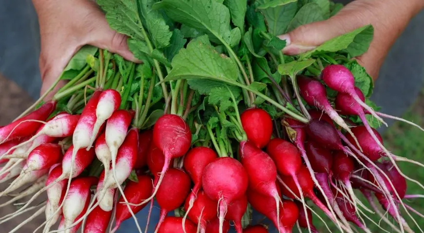 Редис — достаточно холодостойкий корнеплод, поэтому его проще вырастить весной