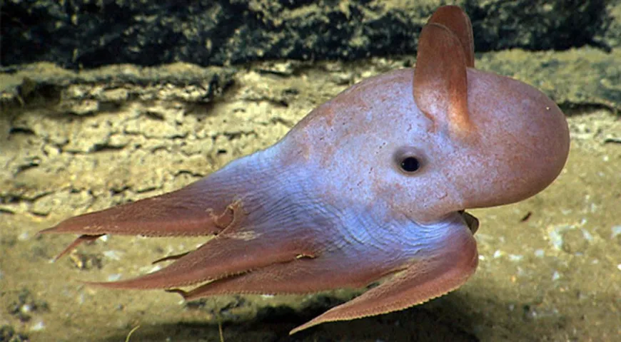 Зонтичный осьминог Дамбо, вид Cirrina