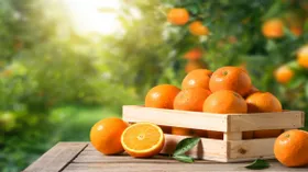 В России продолжают дорожать апельсины и мандарины