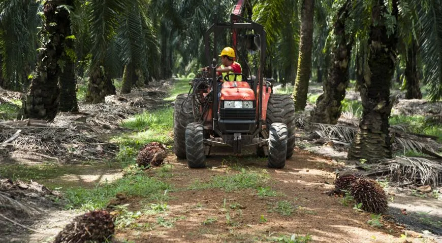 плантации пальм в Малайзии