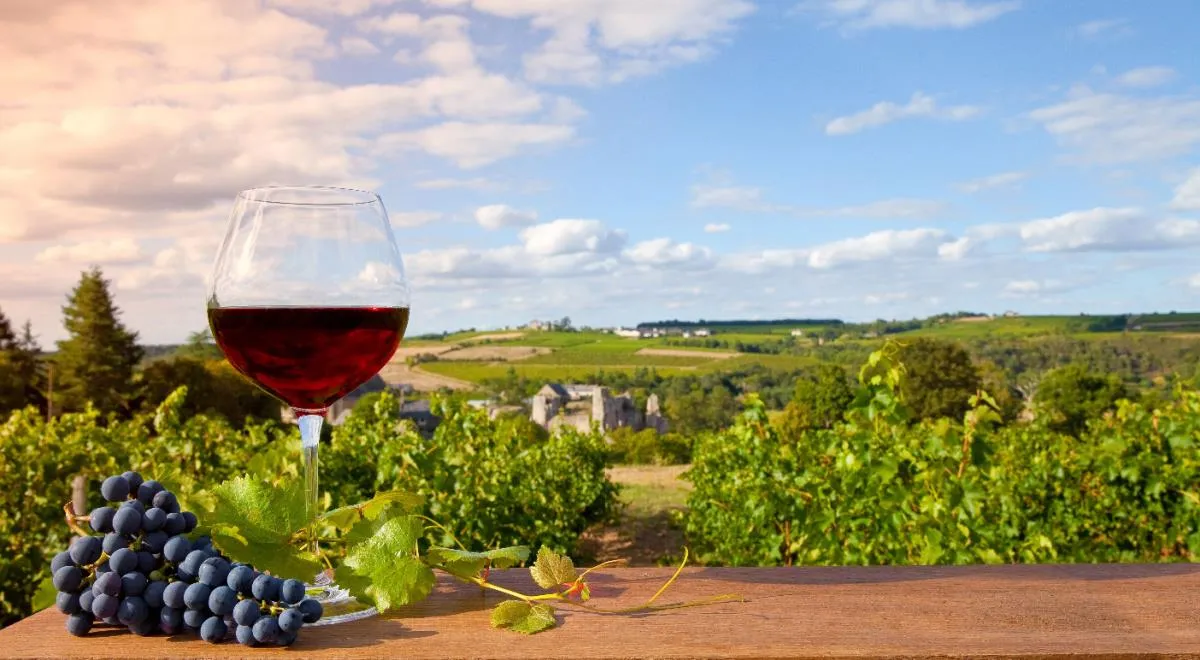 Кто и почему хочет вырубить виноградники в Бордо