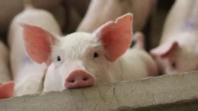 Почему так много людей не едят свинину, и при чем тут миграция народов