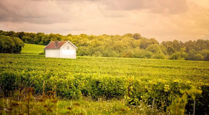 Виноградники одного из крупнейших в мире производителей шампанского, регион Шампань-Арденны