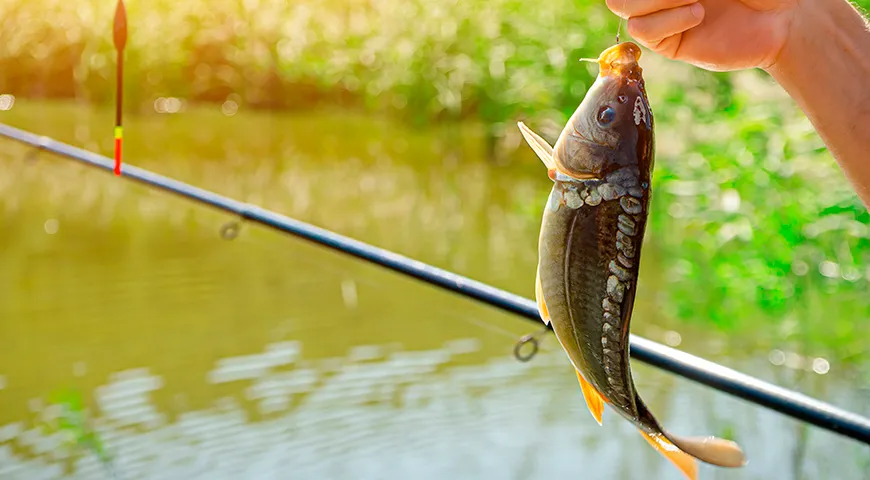 В России основные регионы разведения зеркального карпа — юг Европейской части, Краснодарский край, Ростовская область, центральные регионы с развитым прудовым хозяйством