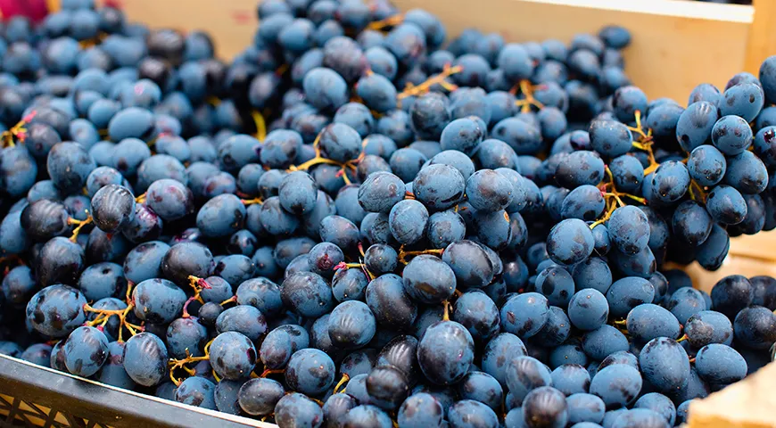 Гроздья винограда Изабелла должны быть округлыми, примерно одного размера, с ровным фиолетово-черным окрасом и обязательным сизым восковым налетом 