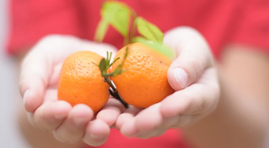 По вкусу мини-мандарины всегда слаще и богаче, чем более крупные родственники