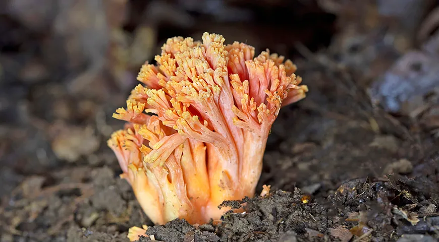 Коралловые грибы Ramaria subbotrytis внешне напоминают маленькие деревца
