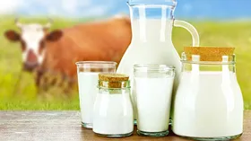 Молоко сделают главным брендом Кировской области