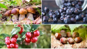 Что покупать в сентябре:  дикие грибы, лесные орехи, голубика, брусника, облепиха, рябина 