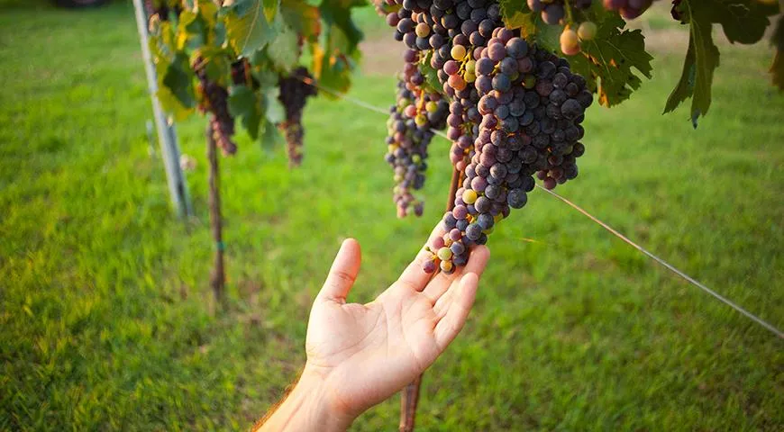 Вино рождается не в погребе, а на винограднике