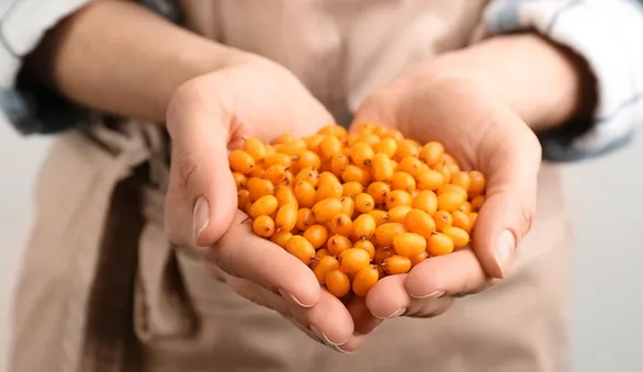 Облепиха, польза и вред, что приготовить из российского суперфуда – 7 рецептов для вкуса и здоровья