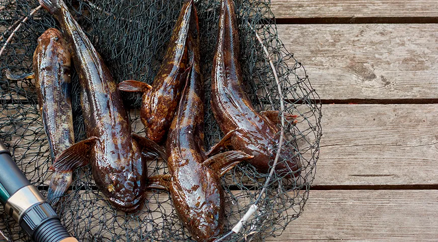 У свежей рыбы Бычок легкий, нейтральный морской аромат без посторонних примесей