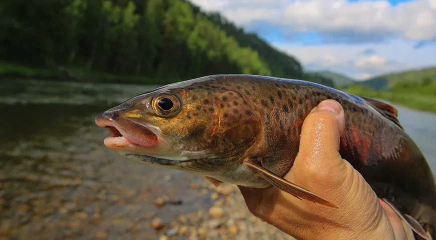Ленок — рыба, которая водится только в чистых сибирских и дальневосточных реках и озерах