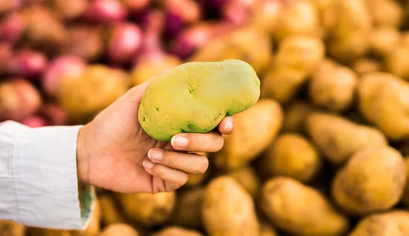 Почему картошка зеленеет и можно ли ее есть