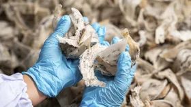 Что такое экстракт ласточкина гнезда и как его используют в косметике