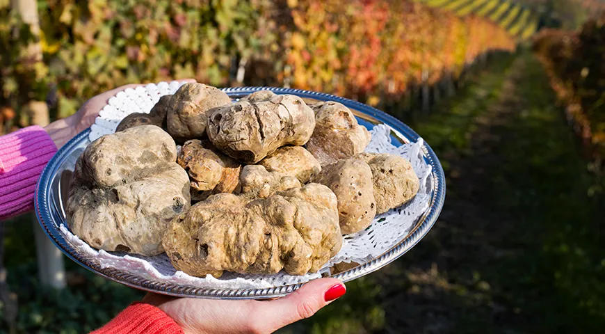Белый трюфель из Альбы (что в Пьемонте, на западе Италии) считается самым ценным трюфелем в мире