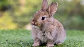 Попытка №700: первая ГМО-крольчиха родилась в России