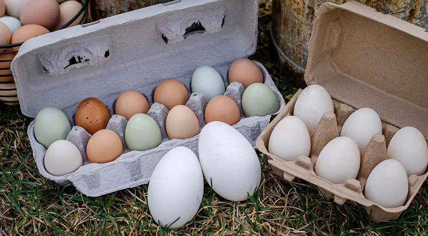 Главное отличие гусиного яйца от куриного и утиного — размер, потому что оно в 2-3 раза крупнее