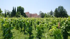 Современное грузинское виноделие: от древних квеври до бетонных яиц