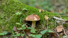 Даже съедобные грибы могут быть опасны: биолог назвал 3 причины