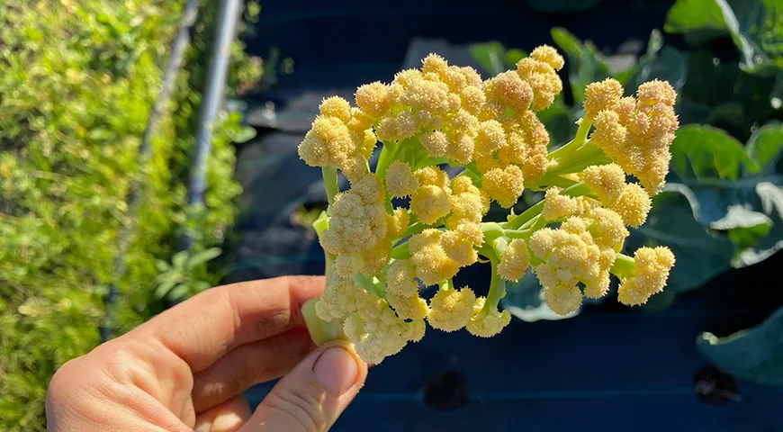 Цветущая цветная капуста