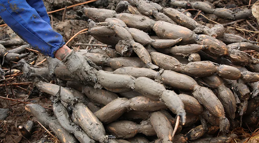 Длина отдельного сегмента корневища доходит до 1 метра и более. Вес может достигать 2–3 килограмма