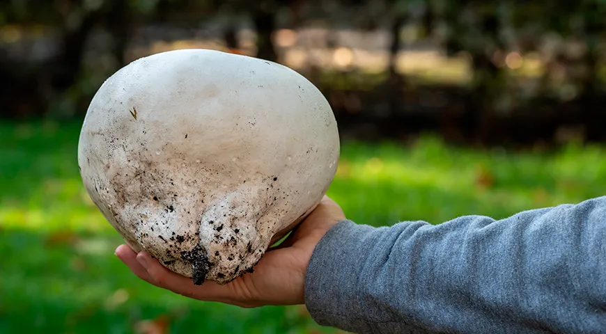 Гигантский дождевик способен вырастать до 30–50-сантиметрового диаметра и отличается ровной гладкой поверхностью