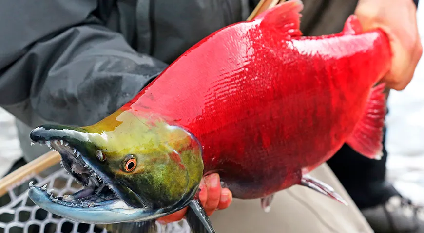 У нерки в период нереста тело становится ярко- или малиново-красным, а голова — оливково-зеленой