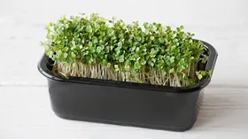 Как вырастить микрозелень дома и что с ней делать