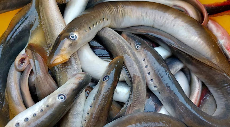 Минога — символ французского города Бордо