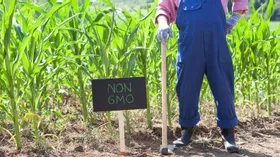 Действительно ли опасны продукты с ГМО?