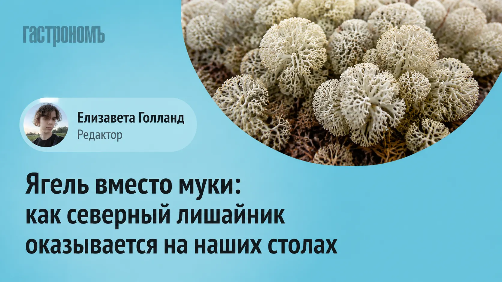 Ягель вместо муки: как северный лишайник оказывается на наших столах