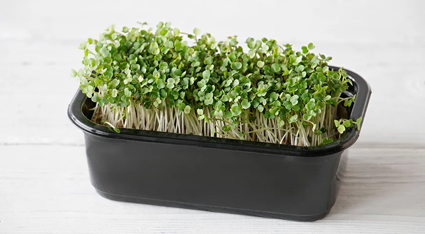 Как вырастить микрозелень дома и что с ней делать — читать на Gastronom.ru