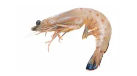 Креветки королевские