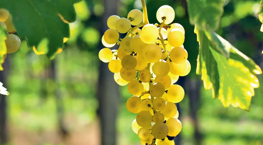 В виноградниках Лаво изготавливают местное вино из сорта Chasselas. Пробуйте и берите в качестве подарка – в России такого не найти.