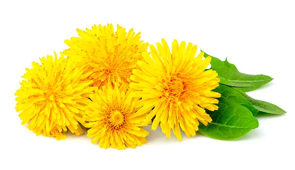 Цветы одуванчика