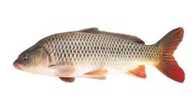 Сазан: описание продукта