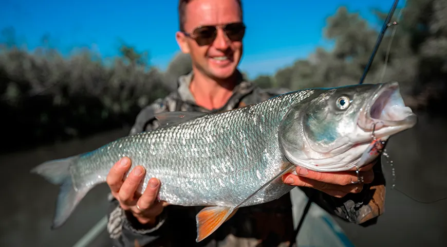 Пик вкусовых качеств жереха наступает осенью (сентябрь–ноябрь), когда после нагула его мясо становится жирным и ароматным