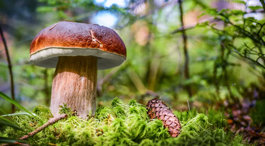 Один из самых популярных и ценных симбионтов среди грибов – белый гриб