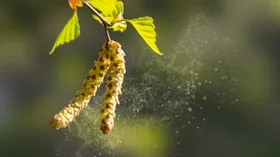 Аллерголог назвала 11 видов продуктов, которые стоит исключить перед сезоном цветения