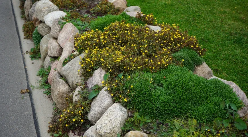 Кислица рожковая с характерными желтыми цветками, ландшафтный дизайн 