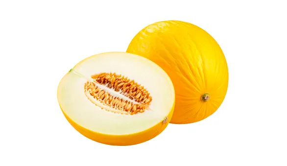 Дыня Колхозница