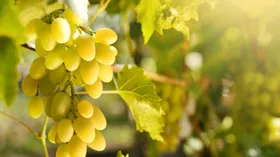 Хусайне. Белый сорт винограда