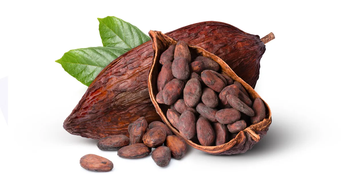 Какао-бобы в стручке